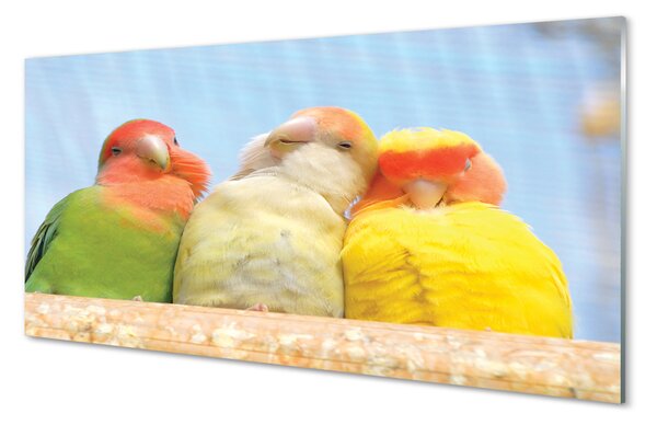 Tablouri acrilice papagal colorat
