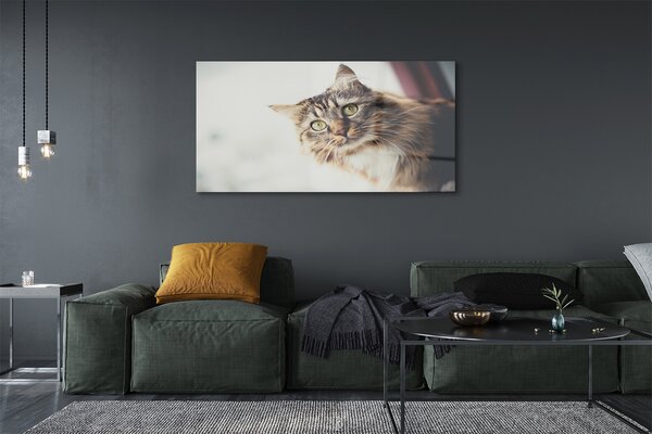 Tablouri pe sticlă Maine Coon Cat