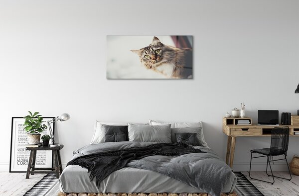Tablouri pe sticlă Maine Coon Cat