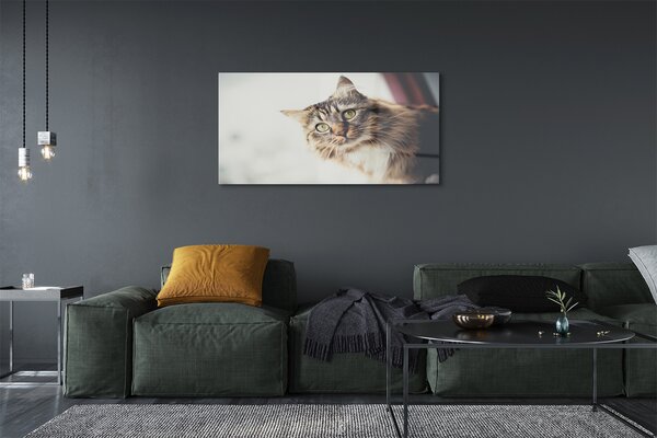 Tablouri pe sticlă Maine Coon Cat