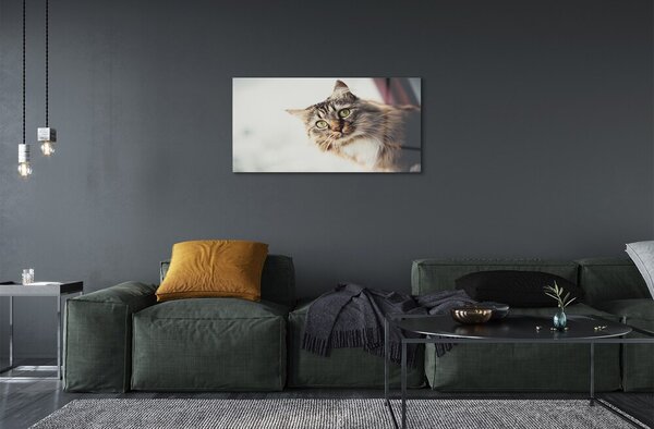 Tablouri pe sticlă Maine Coon Cat