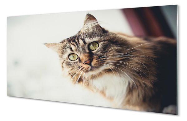 Panouri de sticlă Maine Coon Cat