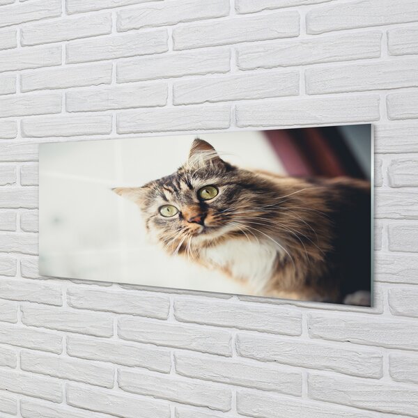 Panouri de sticlă Maine Coon Cat