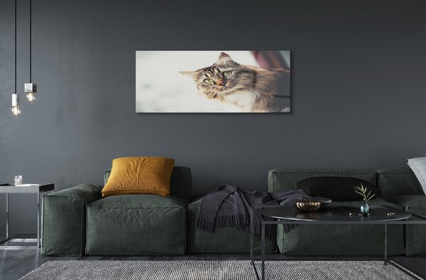 Tablouri pe sticlă Maine Coon Cat