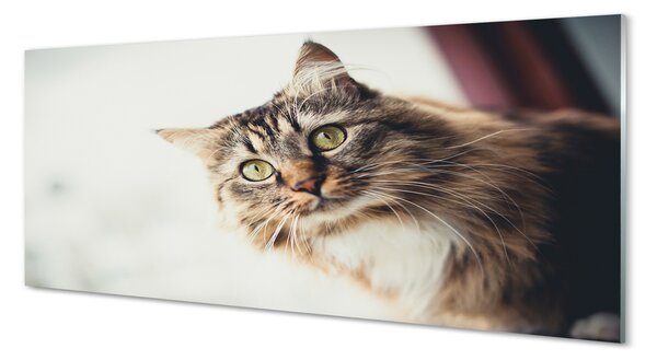 Panouri de sticlă Maine Coon Cat