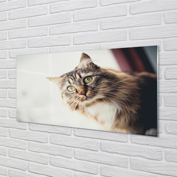 Panouri de sticlă Maine Coon Cat