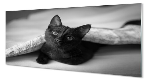 Tablouri pe sticlă Cat sub pătură