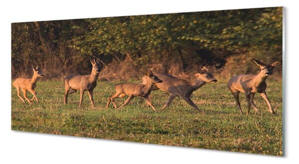 Panouri de sticlă Deer Golf răsărit de soare