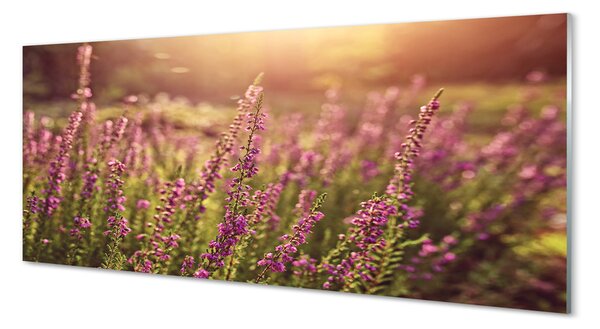 Tablouri pe sticlă câmp Heather