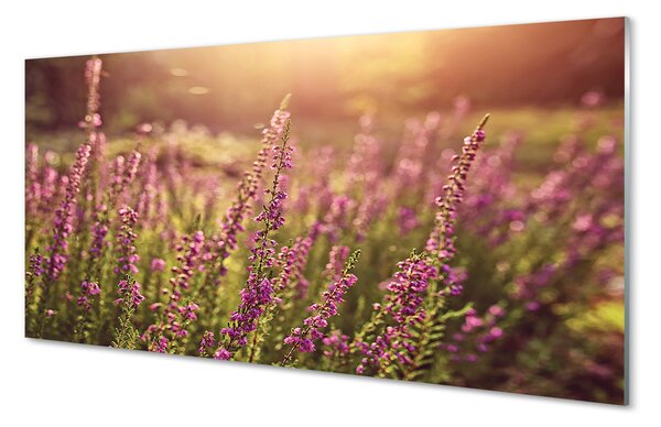 Tablouri pe sticlă câmp Heather