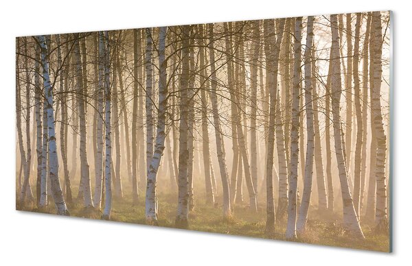 Panouri de sticlă copac pădure Sunrise