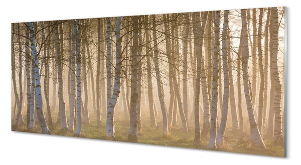 Panouri de sticlă copac pădure Sunrise