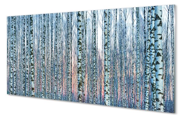 Tablouri pe sticlă Birch apus de soare pădure