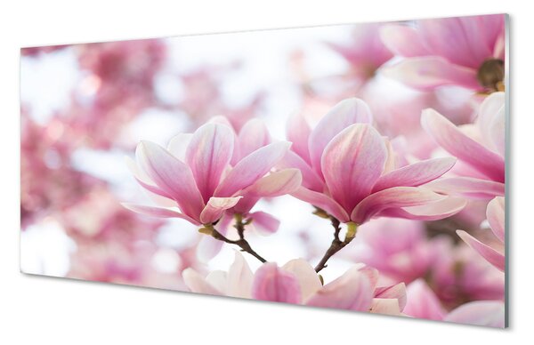 Panouri de sticlă copac magnolie