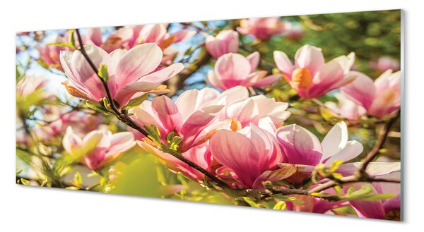 Panouri de sticlă magnolie roz