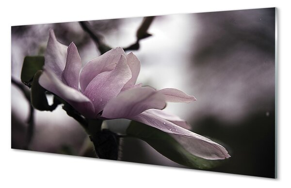 Tablouri pe sticlă Magnolie