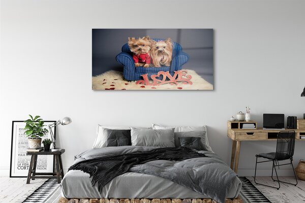 Tablouri pe sticlă Yorkie
