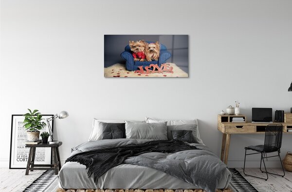 Tablouri pe sticlă Yorkie