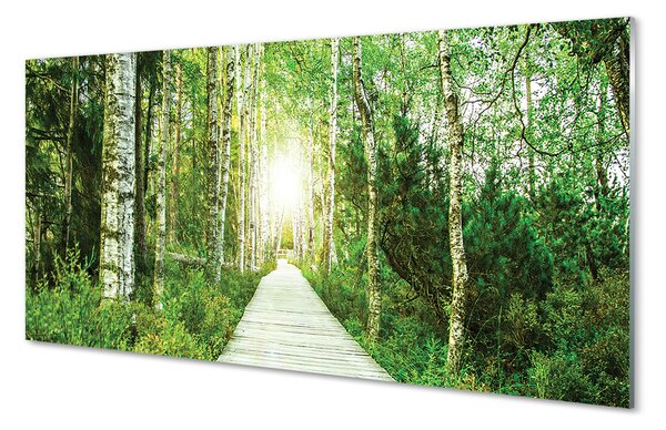 Panouri de sticlă mesteacan drum forestier