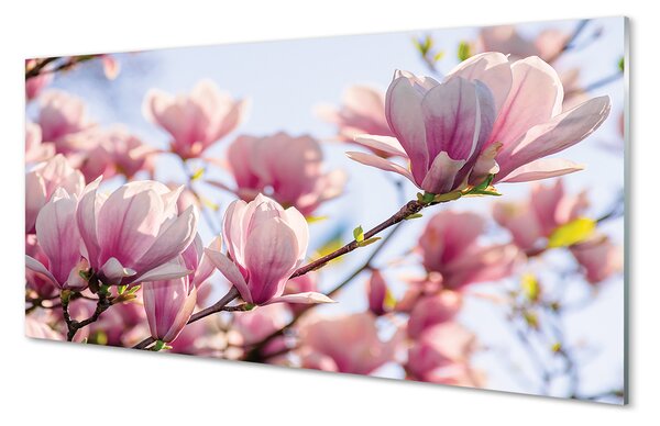 Tablouri pe sticlă Magnolie