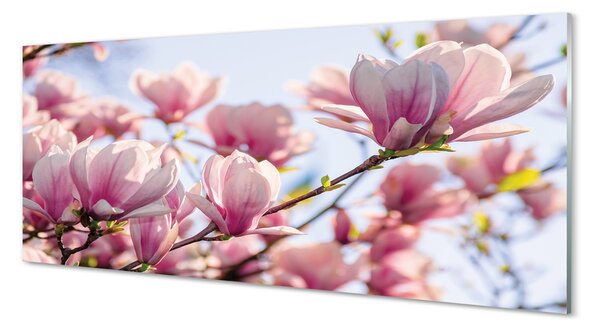 Tablouri pe sticlă Magnolie