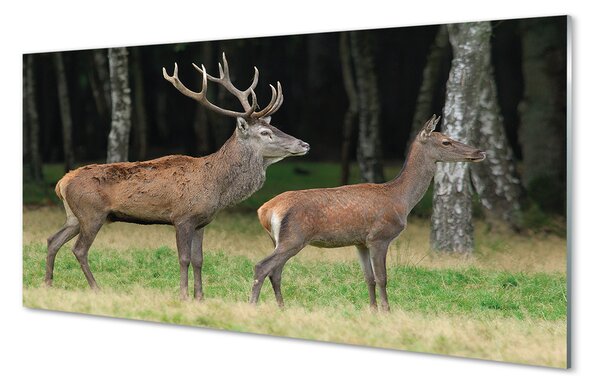 Tablouri pe sticlă pădure cerb
