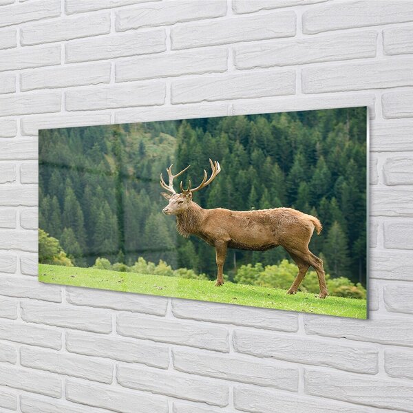 Tablouri pe sticlă Deer în domeniu