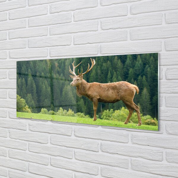 Tablouri pe sticlă Deer în domeniu