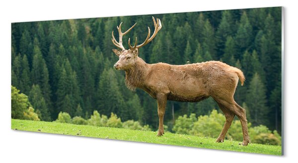 Tablouri pe sticlă Deer în domeniu