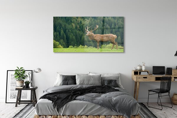 Tablouri pe sticlă Deer în domeniu