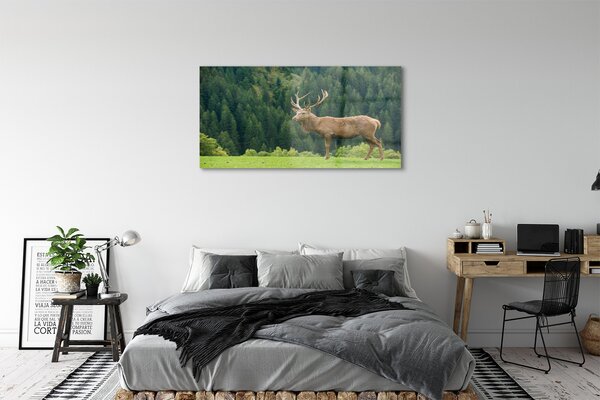 Tablouri pe sticlă Deer în domeniu