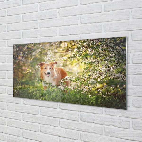 Tablouri acrilice Dog flori pădure