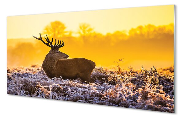 Panouri de sticlă Deer răsărit de soare de iarnă