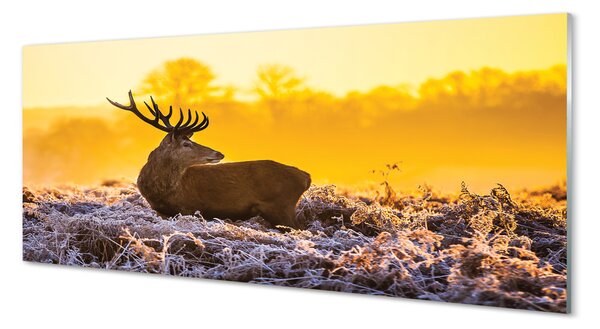 Panouri de sticlă Deer răsărit de soare de iarnă
