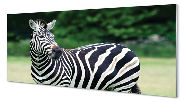 Tablouri pe sticlă caseta Zebra