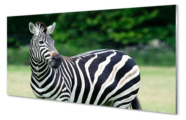 Tablouri pe sticlă caseta Zebra