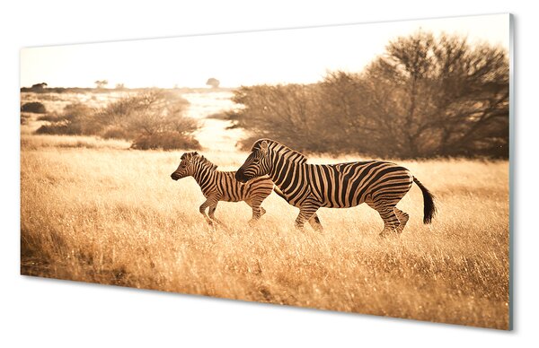 Panouri de sticlă Zebra câmp apus de soare