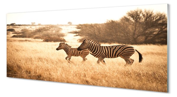 Panouri de sticlă Zebra câmp apus de soare