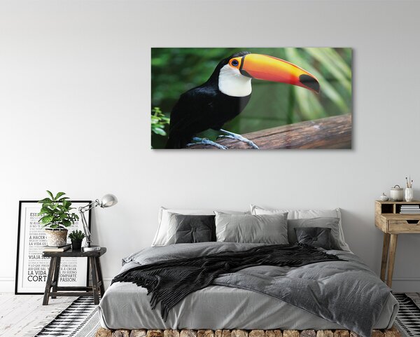 Tablouri pe sticlă Toucan pe o ramură