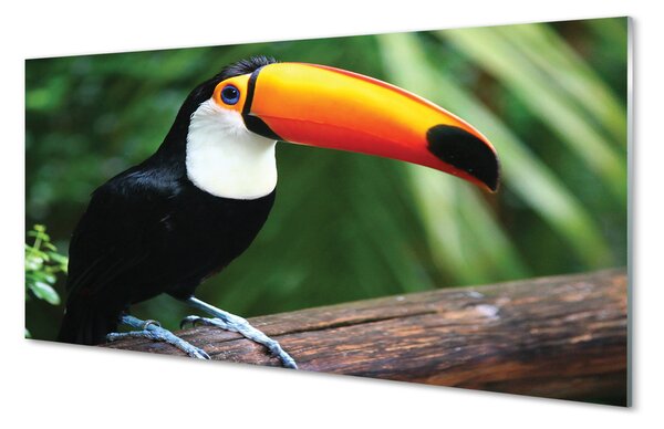 Tablouri pe sticlă Toucan pe o ramură
