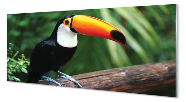 Tablouri pe sticlă Toucan pe o ramură