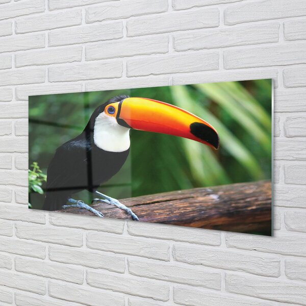 Tablouri pe sticlă Toucan pe o ramură