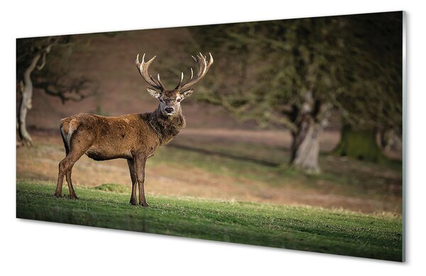 Tablouri pe sticlă Deer în domeniu