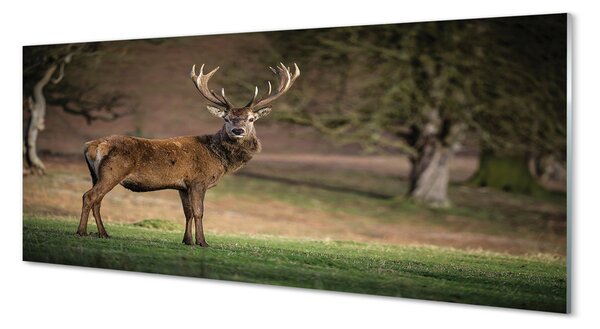 Tablouri pe sticlă Deer în domeniu