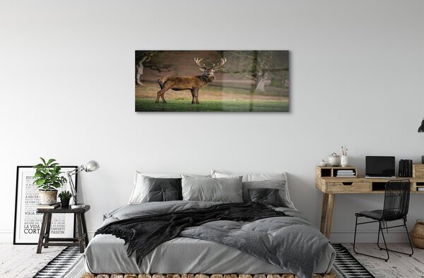 Tablouri pe sticlă Deer în domeniu