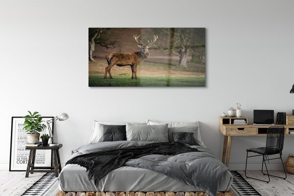 Tablouri pe sticlă Deer în domeniu