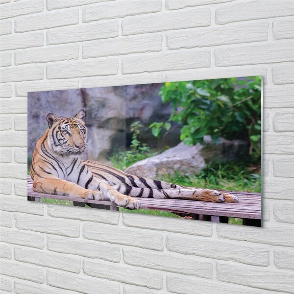 Tablouri pe sticlă Tiger într-o grădină zoologică