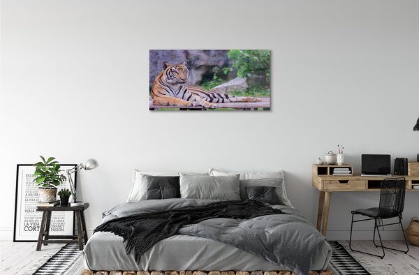 Tablouri pe sticlă Tiger într-o grădină zoologică