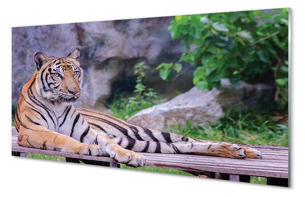 Tablouri pe sticlă Tiger într-o grădină zoologică