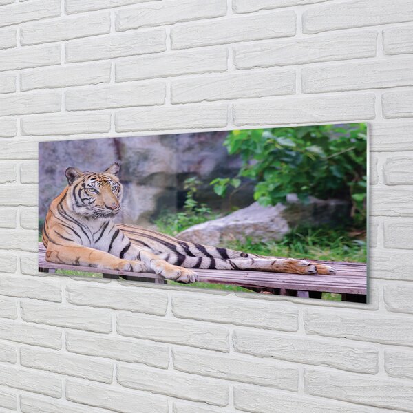 Tablouri pe sticlă Tiger într-o grădină zoologică